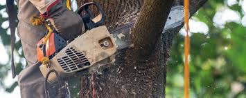 How Our Tree Care Process Works  in  Fair Oaks, VA