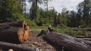 Seasonal Cleanup (Spring/Fall) in Fair Oaks, VA